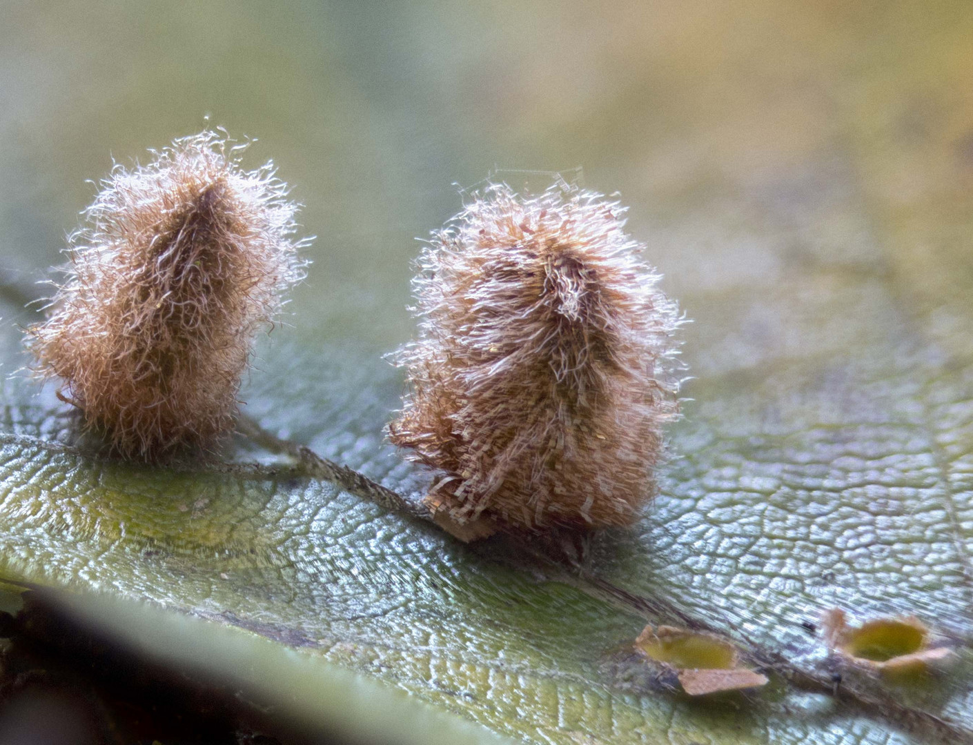 haarige Pilze oder doch Insekten