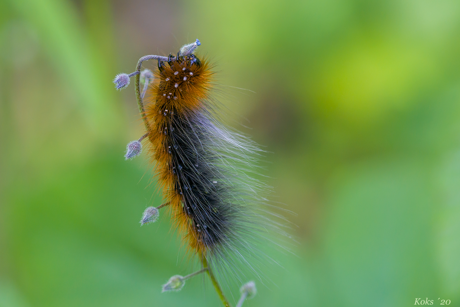 Haarige Pflaumen Bilder Haarige Pflaumen Bilder