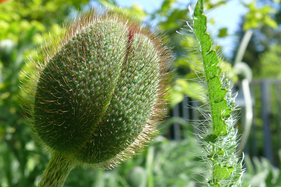 Haarige Schönheit (Mohnblüte)