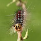 Haarige Schönheit - Raupe vom Schwammspinner (Lymantria dispar)