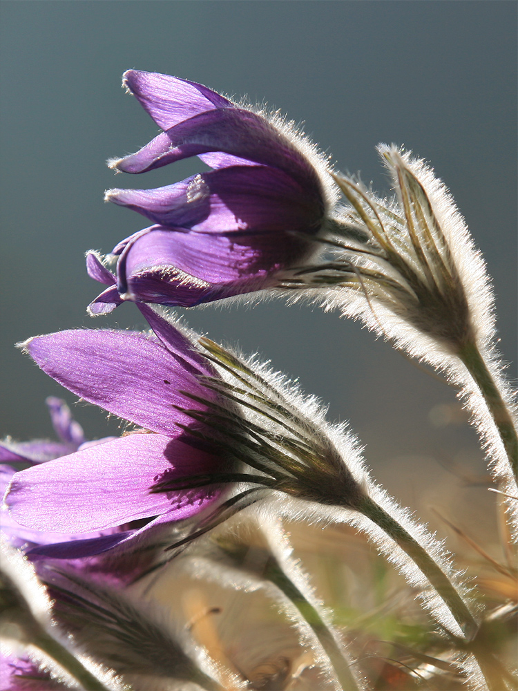 Haarige Bilder Haarige Bilder