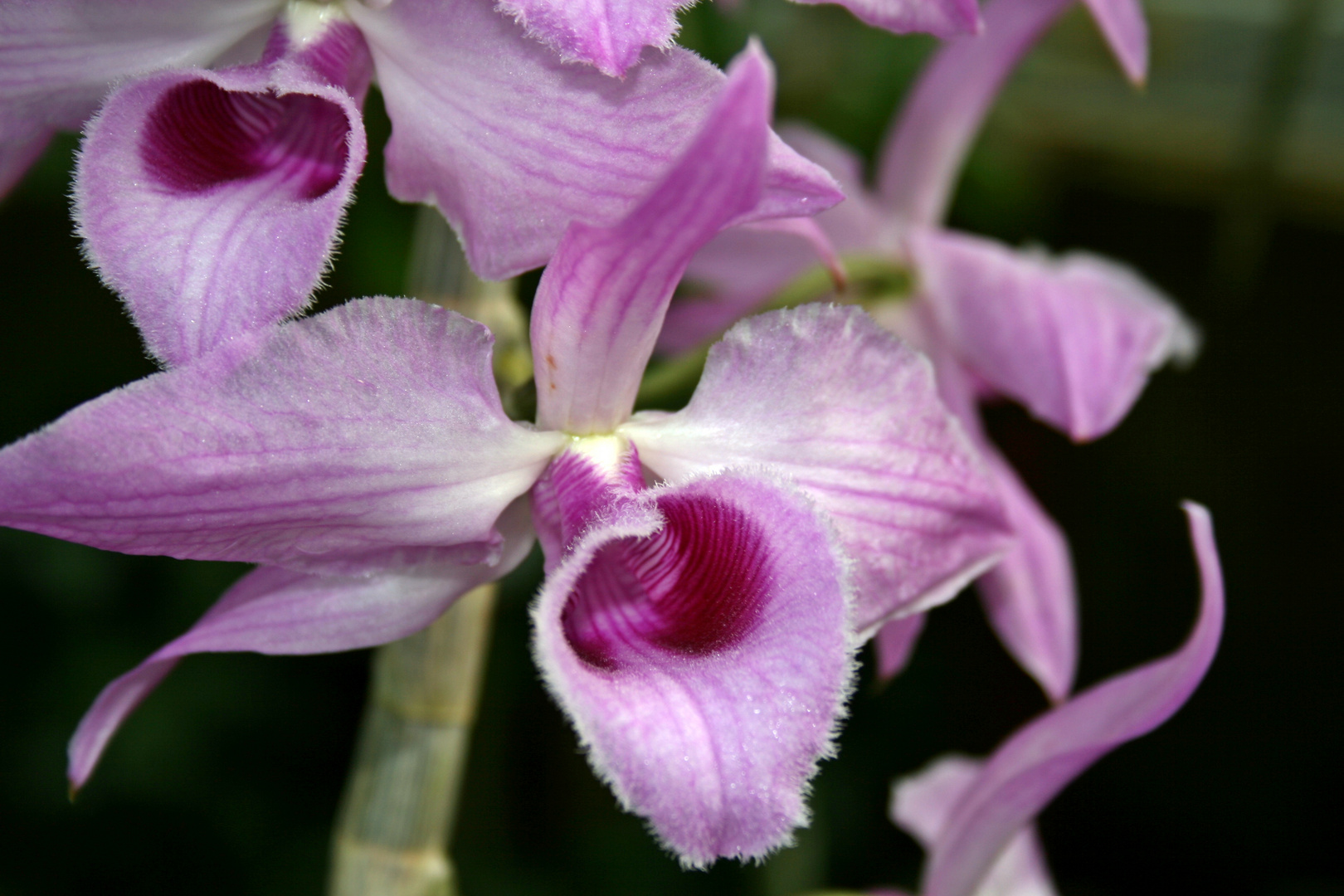 Haarige Zeiten für Orchideen