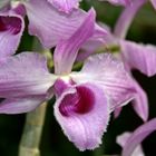 Haarige Zeiten für Orchideen
