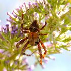 Haariger Achtbeiner versteckt sich im Sommerflieder - Gartenkreuzspinne ( Araneus diademata )