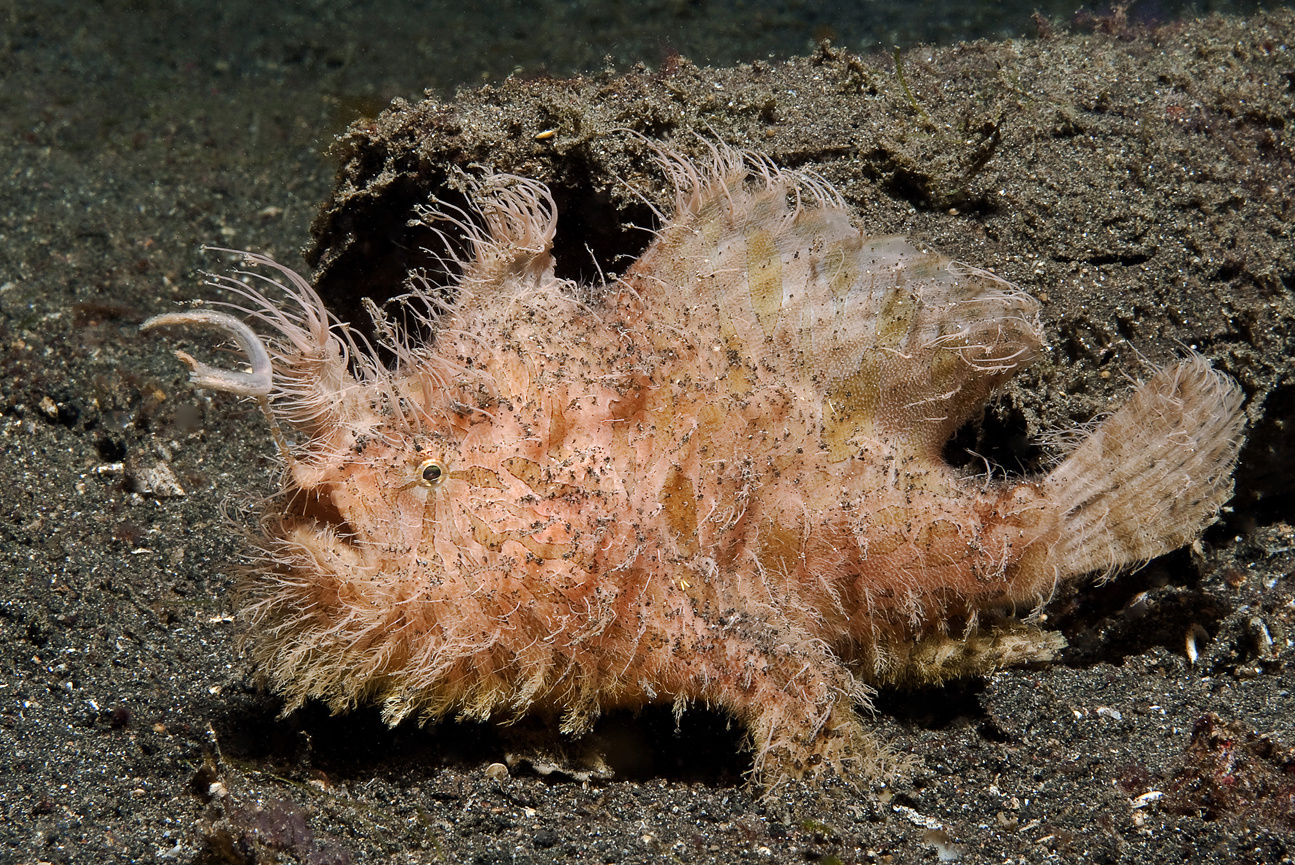 Haariger Frogfish