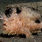 Haariger Frogfish