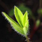 haariger Lupinus