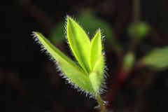 haariger Lupinus