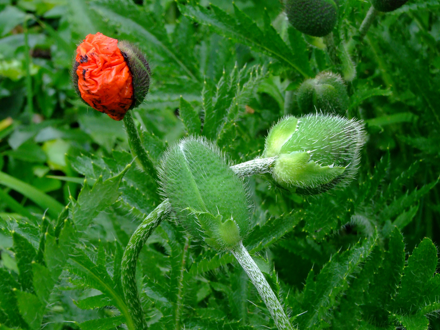 haariger Mohn