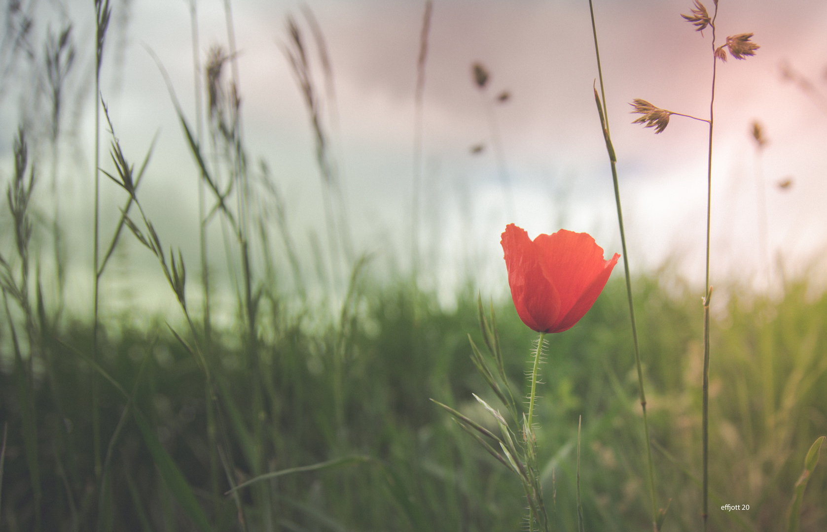 haariger Mohn