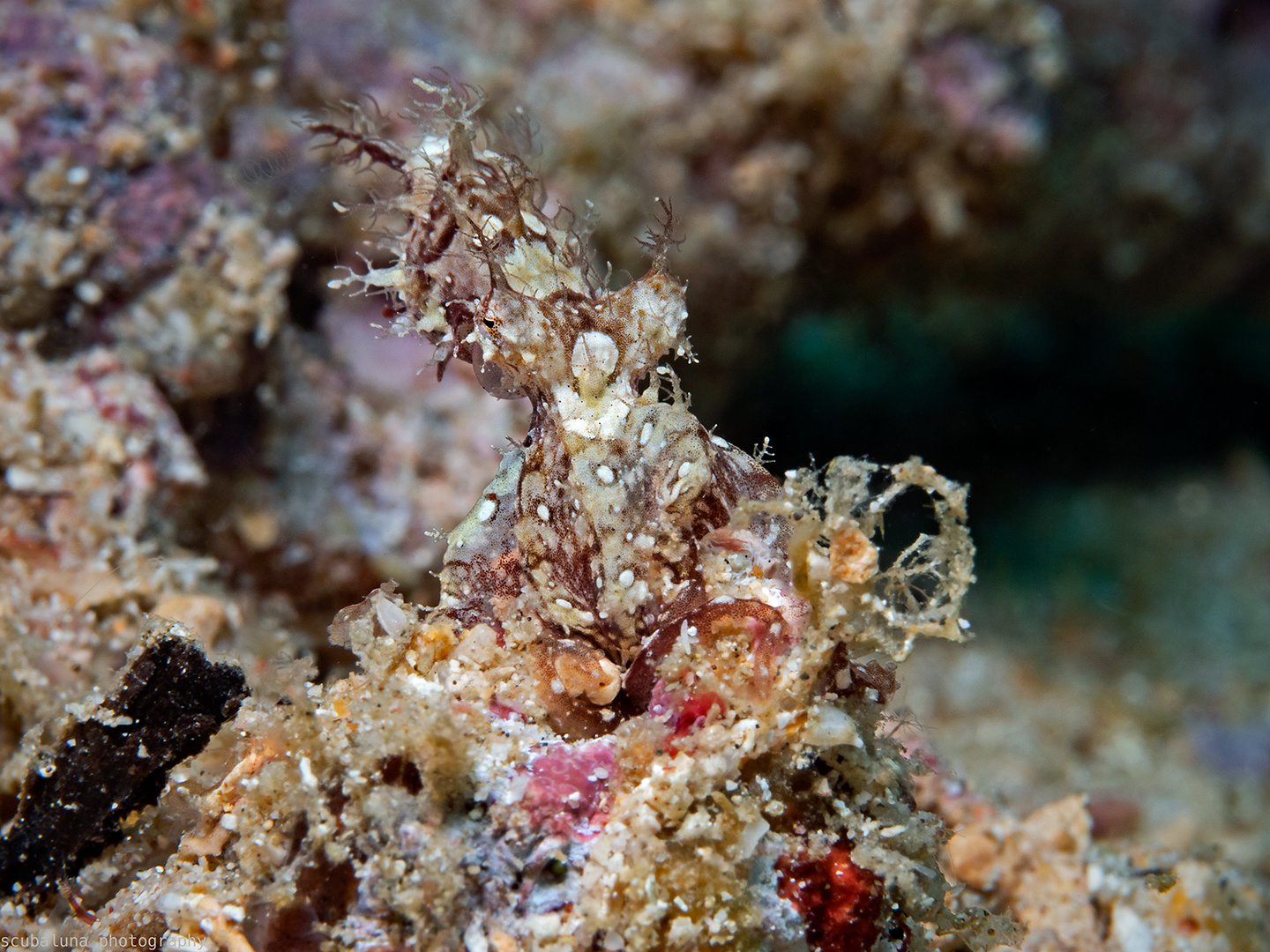 Haariger Oktopus Foto &amp; Bild | natur, olympus, tiere Bilder auf ...