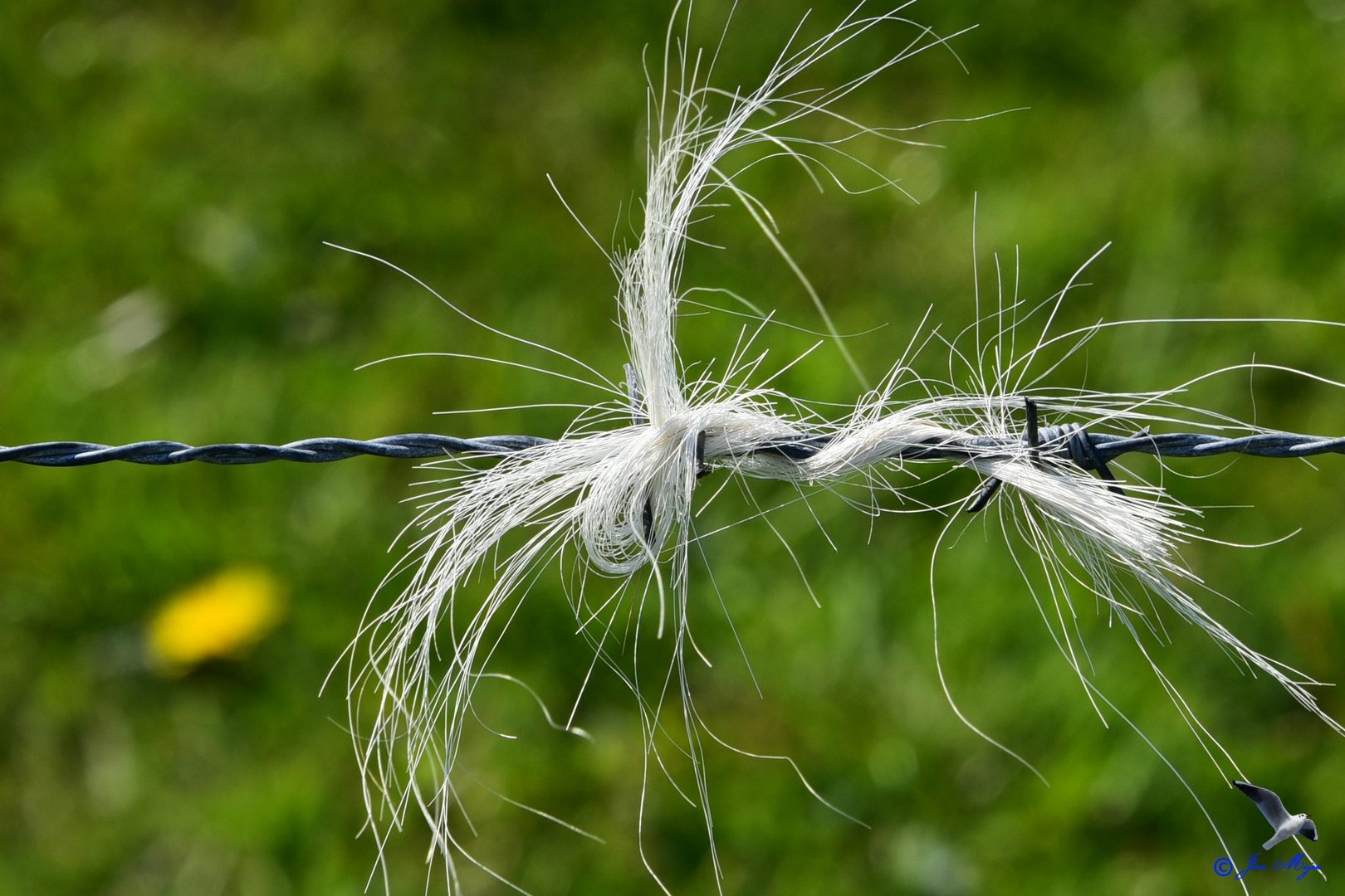 Haariger Stacheldraht