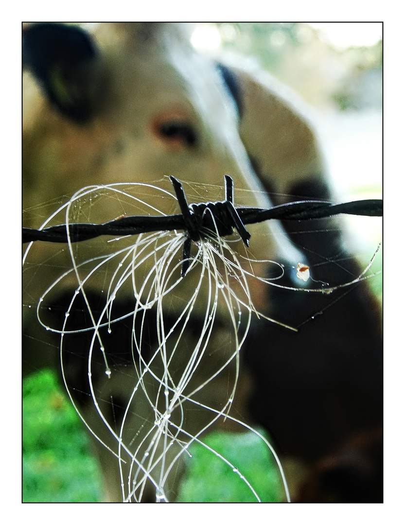 haariger Stacheldraht mit ehemaligem Eigentümer