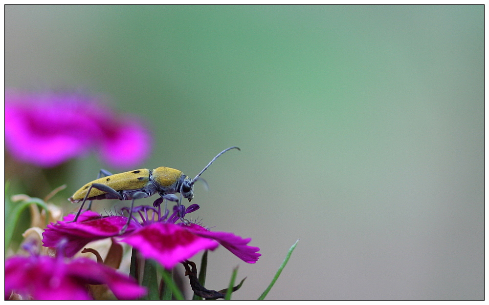 Haariger Widderbock (Chlorophorus pilosus)