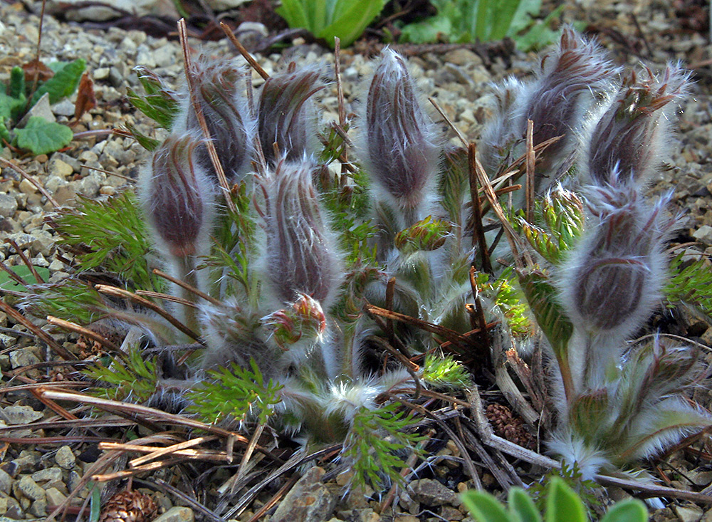 Haariges bei Pulsatilla vulgaris