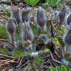 Haariges bei Pulsatilla vulgaris