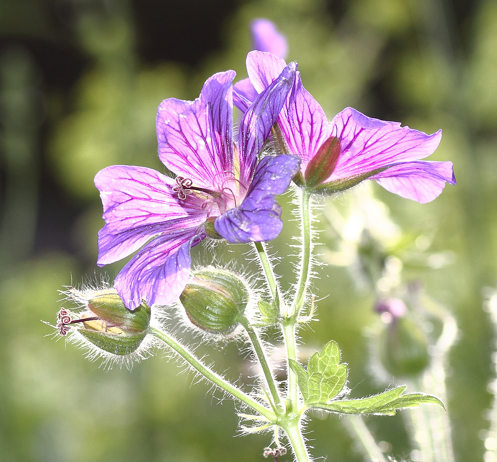 haariges Blümchen