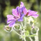 haariges Blümchen