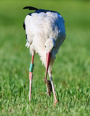 Haariges Frühstück