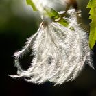 Haariges Männle lichtdurchflutet