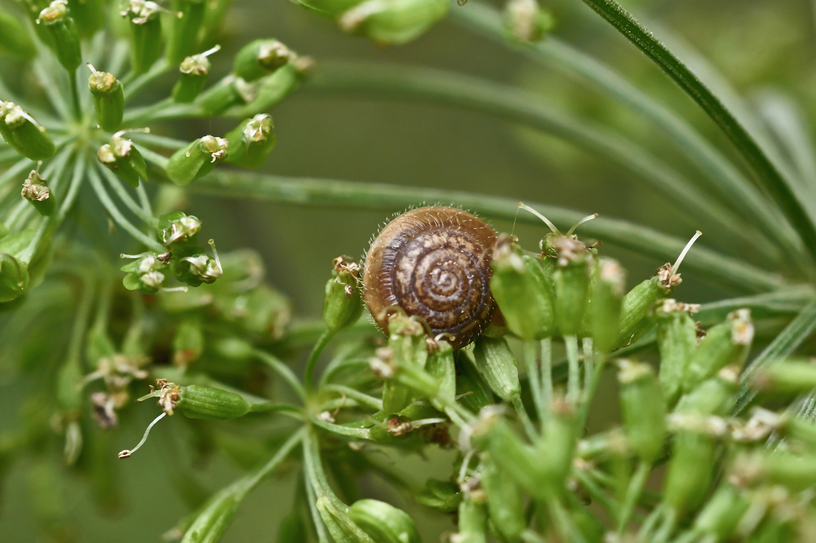 Haariges Schneckchen