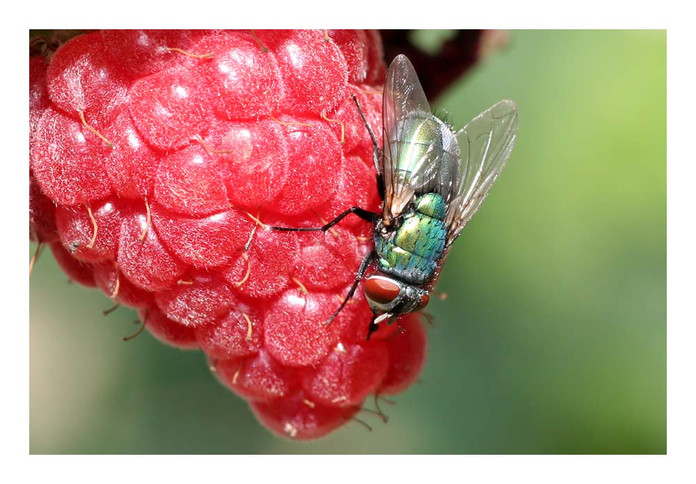 Haariges Tier auf haariger Frucht...