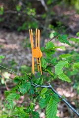 Haarklammern im Wald