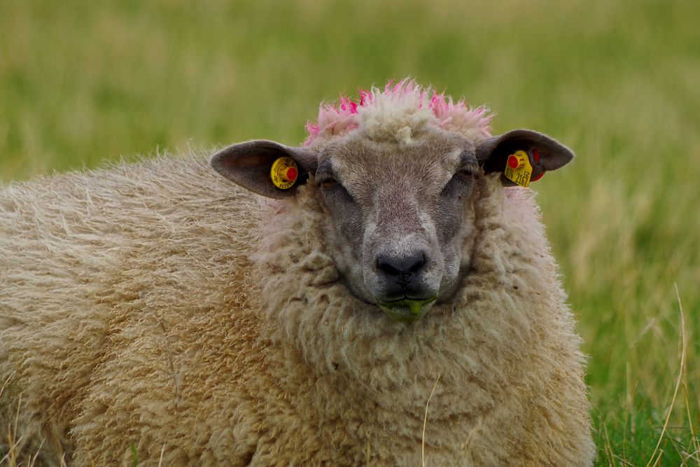 Haarmode made in Schleswig-Holstein