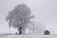 Haarmoos im Nebel