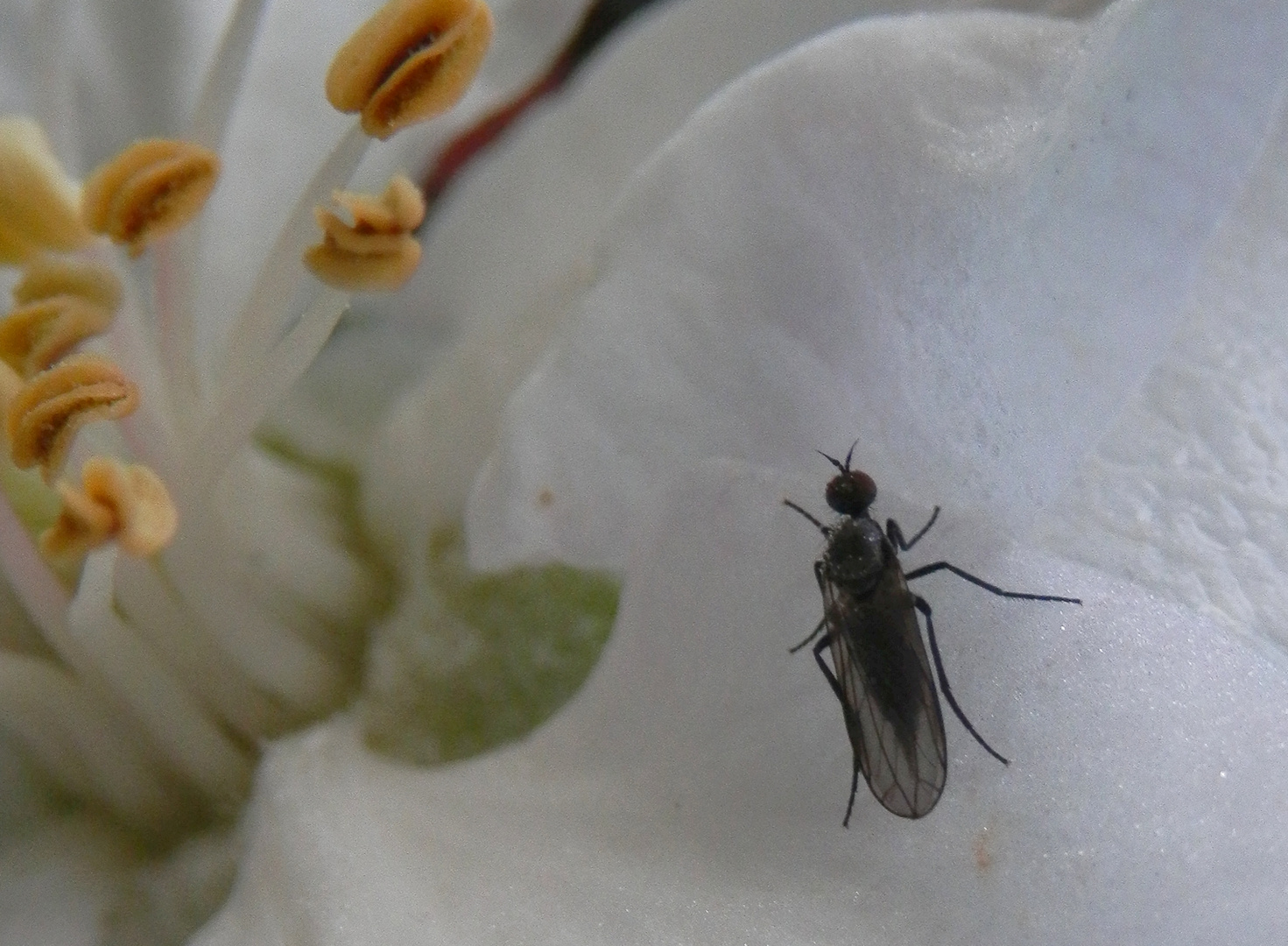 Haarmücke auf Apfelblüte - Ausschnittsvergrößerung