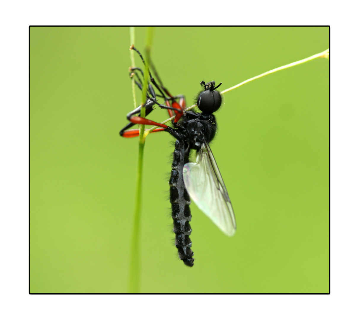 ~ Haarmücke ~ (Bibio pomonae)