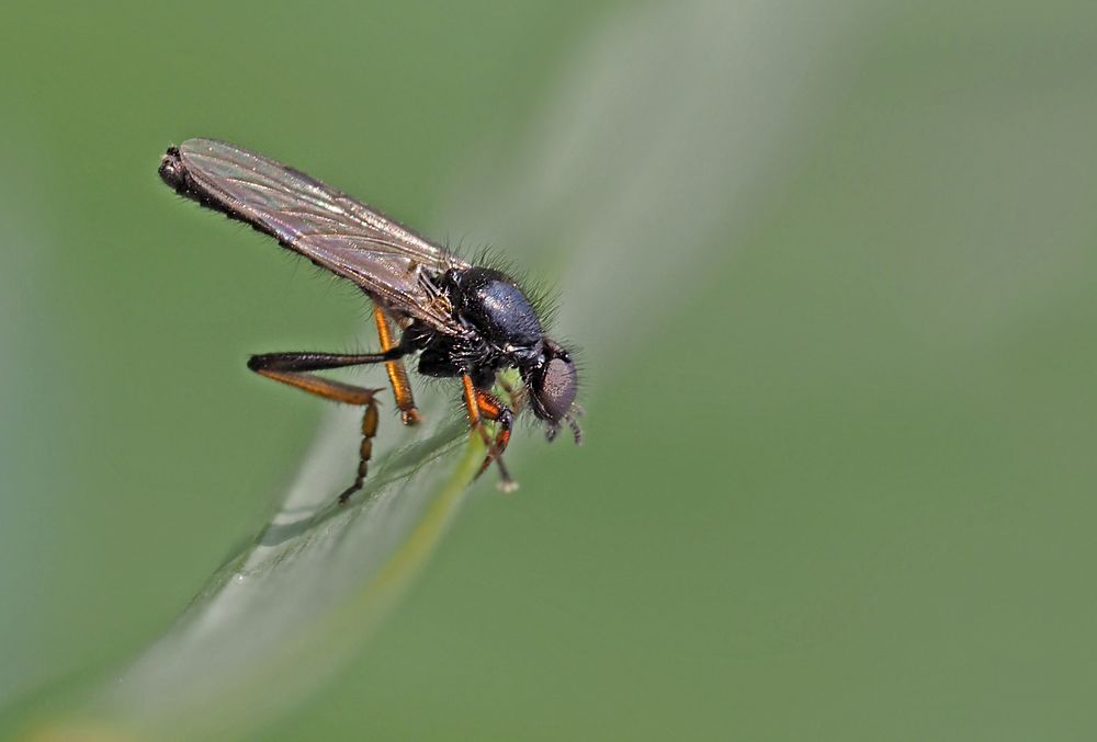 Haarmücke (Bibio varipes)