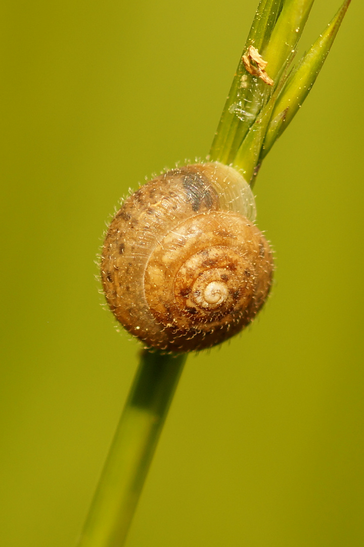 Haarschnecke