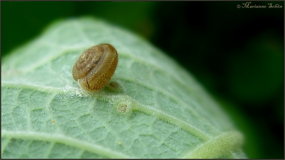 *Haarschnecke*