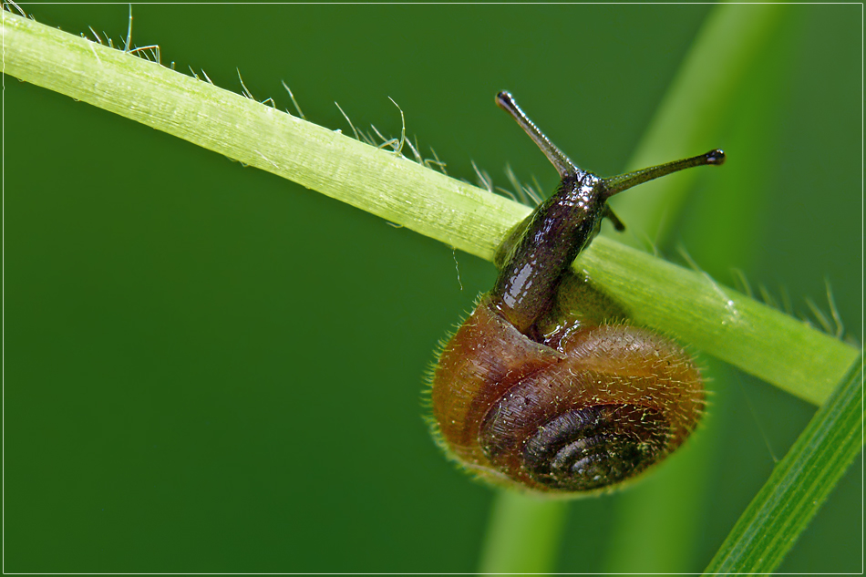 Haarschnecke