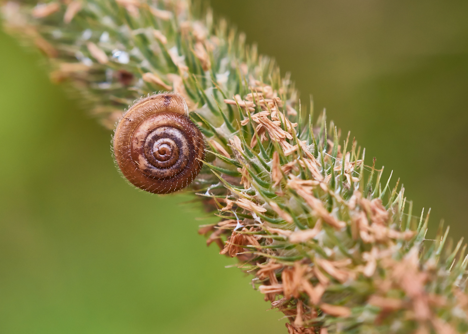 Haarschnecke