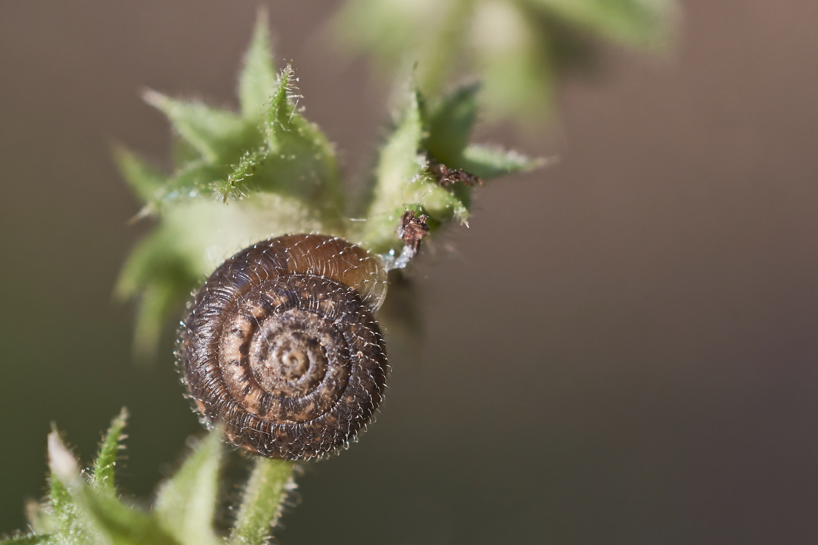 Haarschnecke