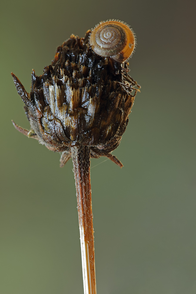 Haarschnecke, Trichia hispida