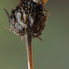 Haarschnecke, Trichia hispida