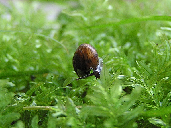 Haarschnecke (Trochulus striolatus)