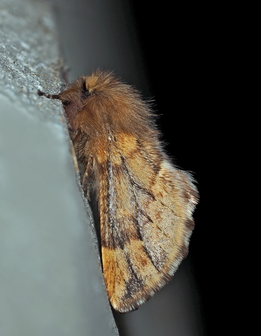 Haarschuppen-Zahnspinner (Ptilophora plumigera)  im Pelzmantel! - Le Plumet, le Porte-Plume!