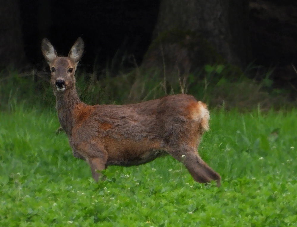 Haarwechsel mit Babybauch