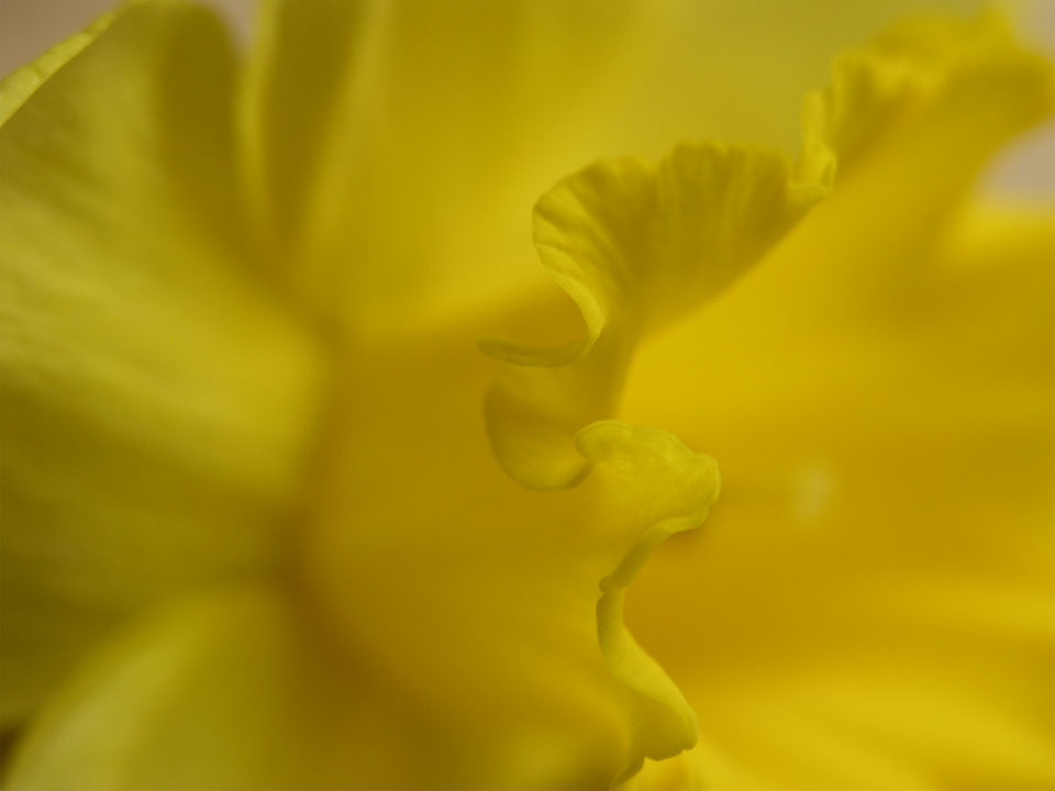 Haarwelle der Frühling