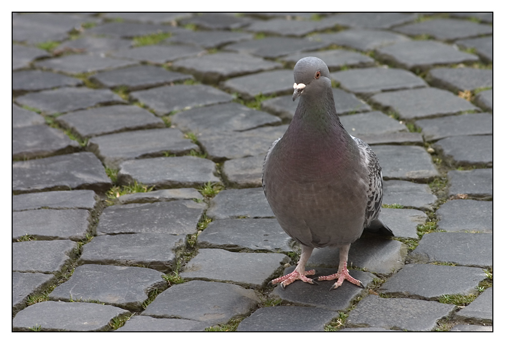 Hab auch mal ein Piepmatz