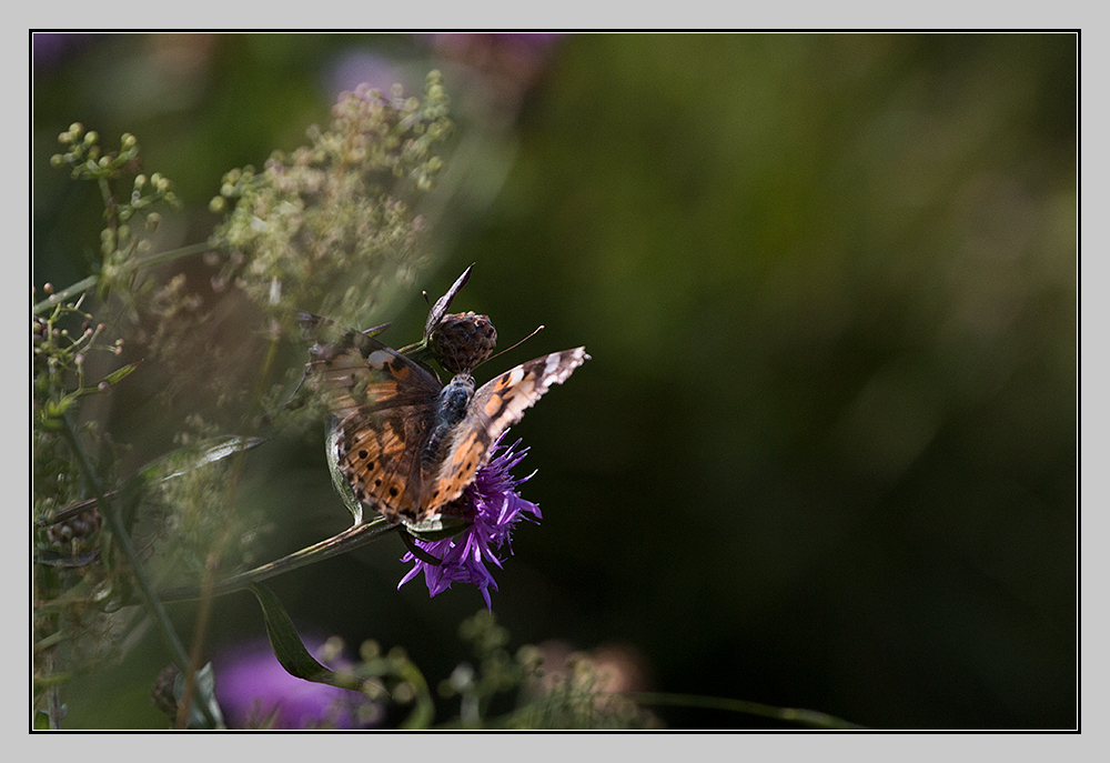 Hab auch mal ein Schmetterling