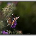 Hab auch mal ein Schmetterling