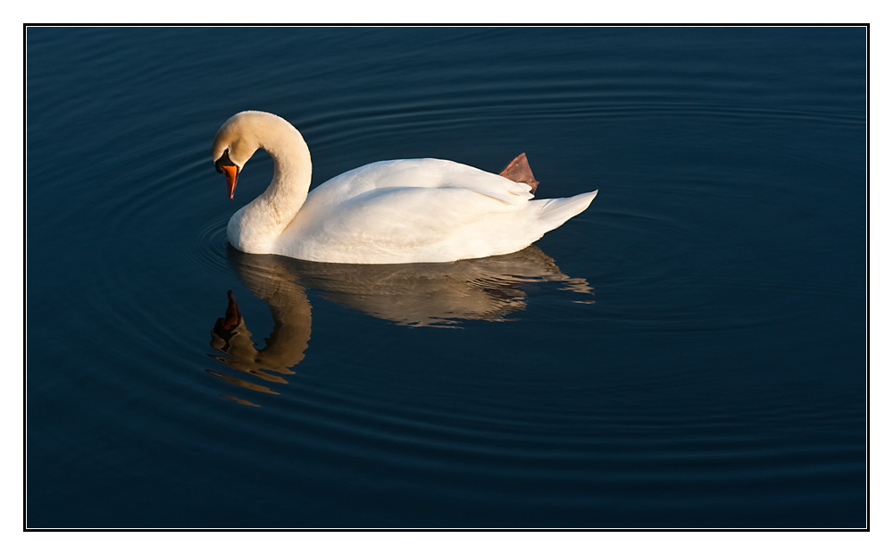 hab auch mal ein Schwan