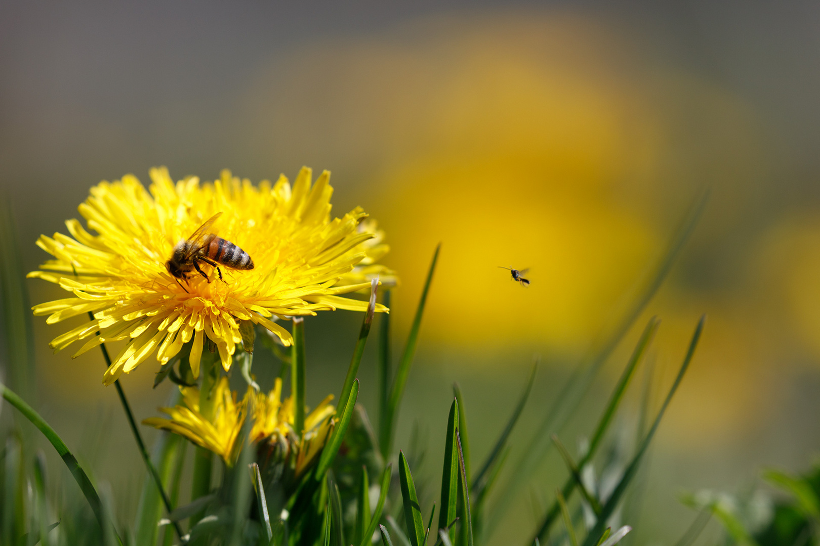 hab auch mal Natur