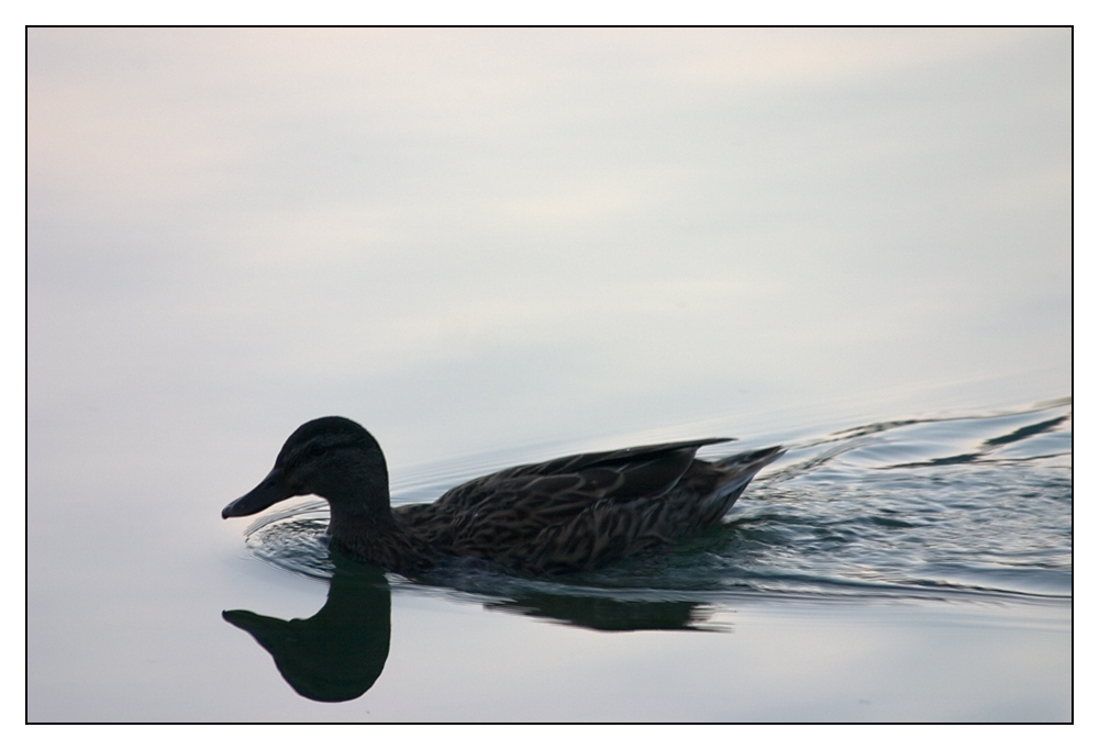 hab auch mal ne Ente...