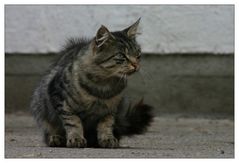 hab auch mal ne Pussi